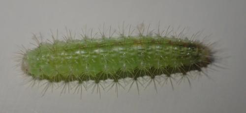 Emmelina monodactyla