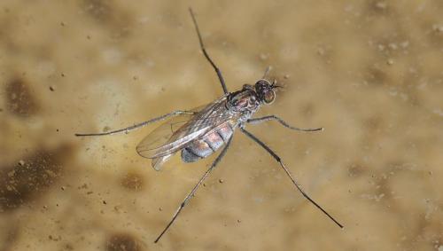 Hydrophorus sp.