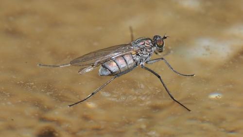Réf. 167 133 : Hydrophorus sp.