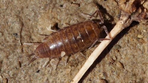 Réf. 167 114 : Chaetophiloscia sicula