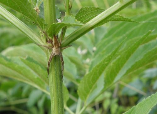 Pisaura mirabilis