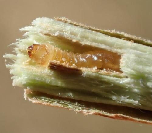 Oberea linearis