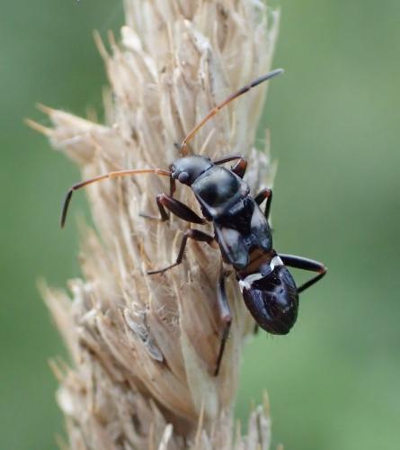 Raglius confusus