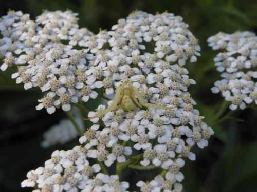 Misumena vatia