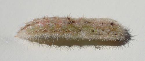 Emmelina monodactyla