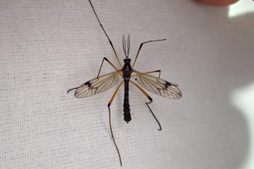 Dictenidia bimaculata