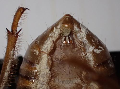 Tibicina haematodes