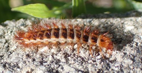 Drilus flavescens