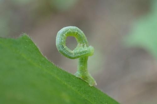 Dysstroma citrata