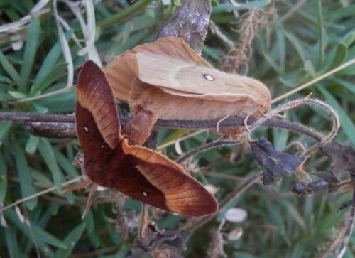 Réf. 167 397 : Lasiocampa quercus