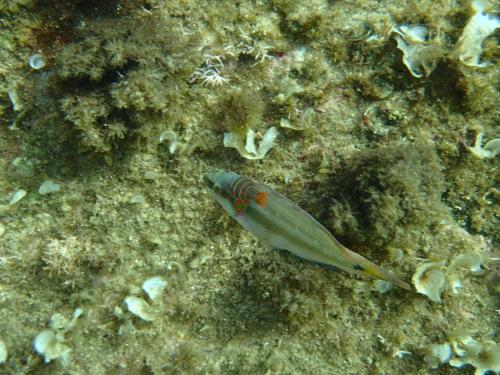 Anilocra frontalis