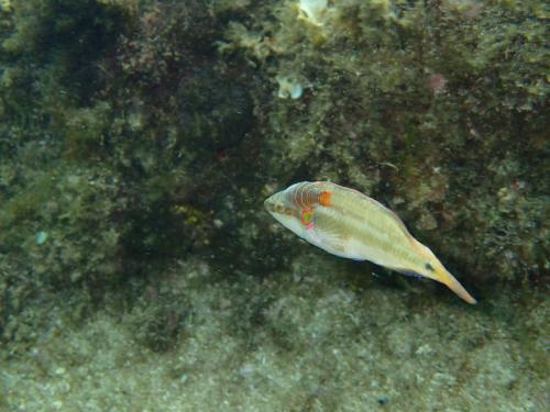 Réf. 167 529 : Anilocra frontalis