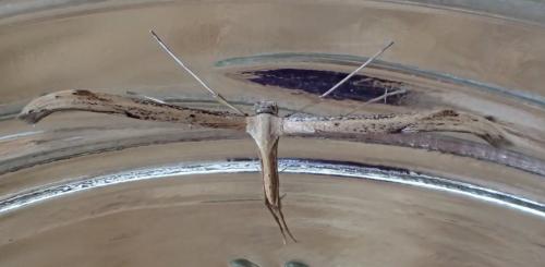 Emmelina monodactyla