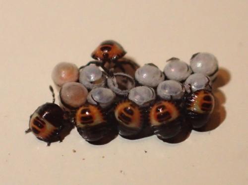 Eurydema sp.