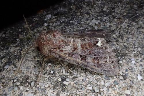 Ceramica pisi