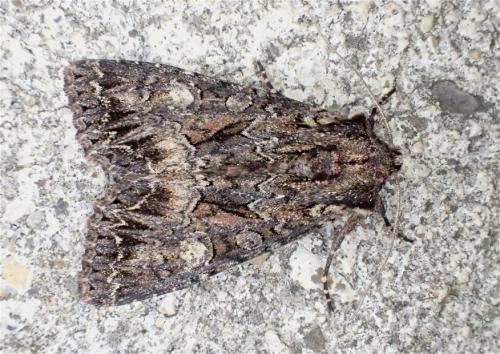 Réf. 167 961 : Mniotype adusta