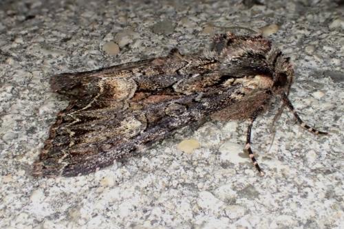 Réf. 167 962 : Mniotype adusta