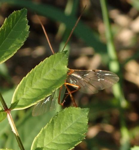 Enicospilus sp.