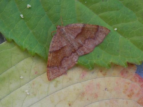 Plagodis pulveraria