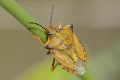Réf. 167 831 : Carpocoris mediterraneus atlanticus