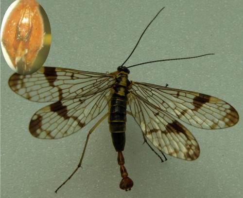 Panorpa communis