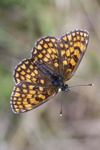 Melitaea athalia