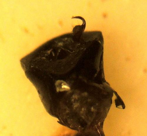 Réf. 167 937 : Canthophorus dubius