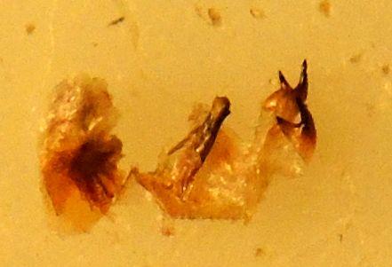 Réf. 167 939 : Canthophorus dubius