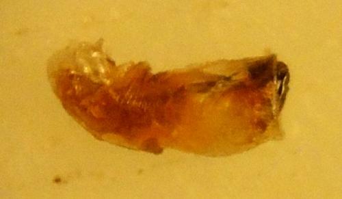 Réf. 167 938 : Canthophorus dubius