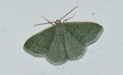 Réf. 167 186 : Phaiogramma faustinata