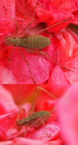 Réf. 167 501 : Phaneroptera sp.