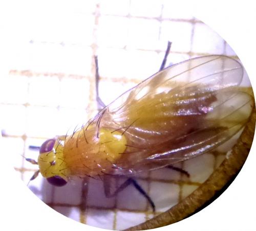Aulogastromyia anisodactyla