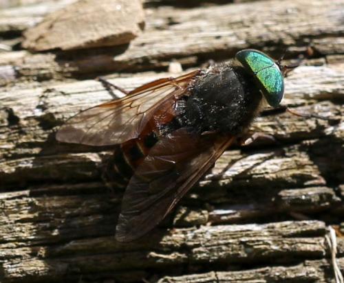 Philipomyia aprica