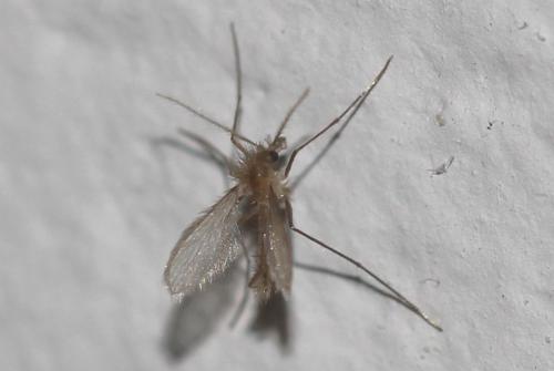 Phlebotomus sp.