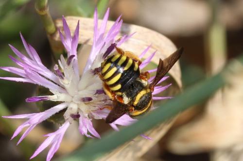 Réf. 167 431 : Rhodanthidium infuscatum