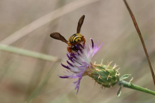 Réf. 167 432 : Rhodanthidium infuscatum