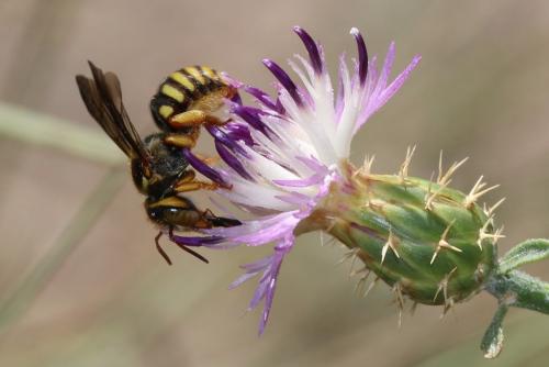 Réf. 167 433 : Rhodanthidium infuscatum