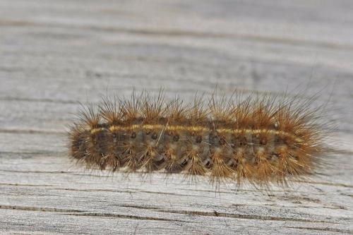Phragmatobia fuliginosa