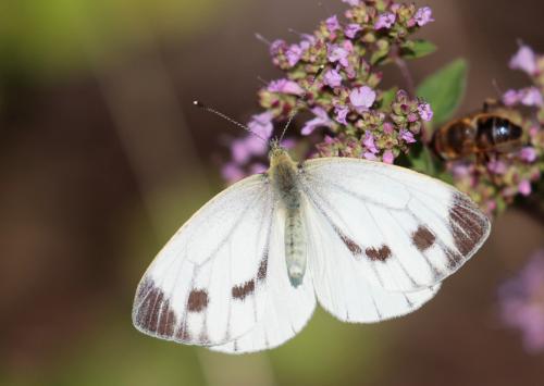 Réf. 167 484 : Pieris napi