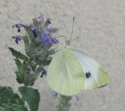 Pieris sp.