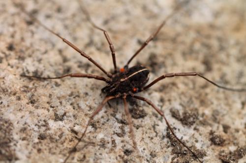 Zachaeus crista