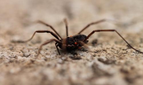 Réf. 167 554 : Zachaeus crista