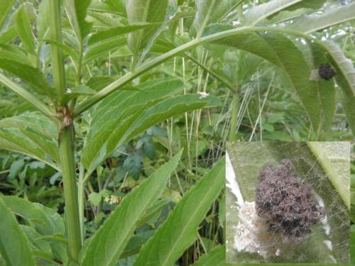 Pisaura mirabilis