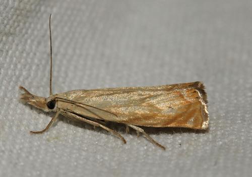 Réf. 167 417 : Platytes cerussella