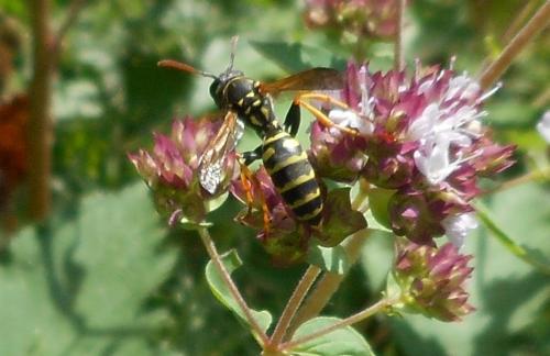 Polistes sp.