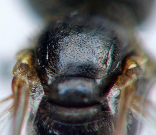 Réf. 167 095 : Lasioglossum politum