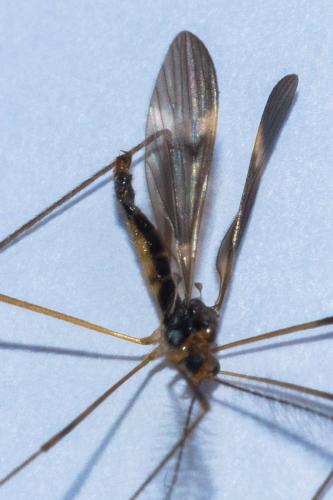 Polymera sp.