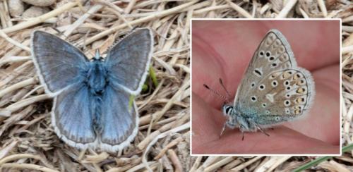 Polyommatus eros
