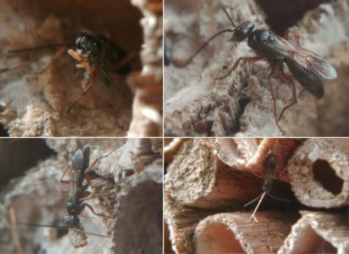 Réf. 167 844 : Agenioideus cinctellus