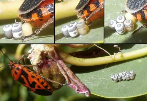 Réf. 167 311 : Eurydema ventralis